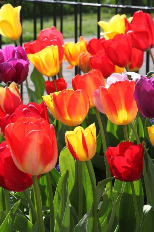 Tulip - Mixed Darwin Hybrid