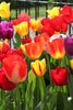 Colorful mixed assortment of Darwin Hybrid tulips showcasing nature's beauty