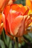 Close-up of a Darwin hybrid Daydream with shiny orange petals