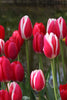 Close-up of Darwin hybrid delight mixed tulips with red and white petals