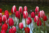 Captivating Darwin Hybrid tulips delight mixed create a delightful floral tapestry.