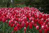 Vibrant mix of Darwin Hybrid delight mixed tulips in red and white