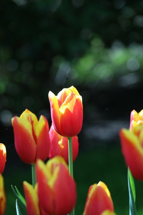 Tulip - Denmark