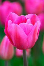 Tulip - Don Quichotte