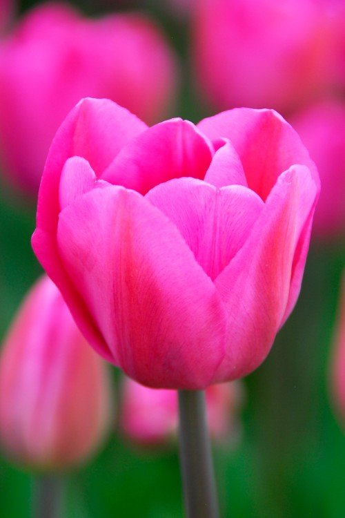 Tulip - Don Quichotte