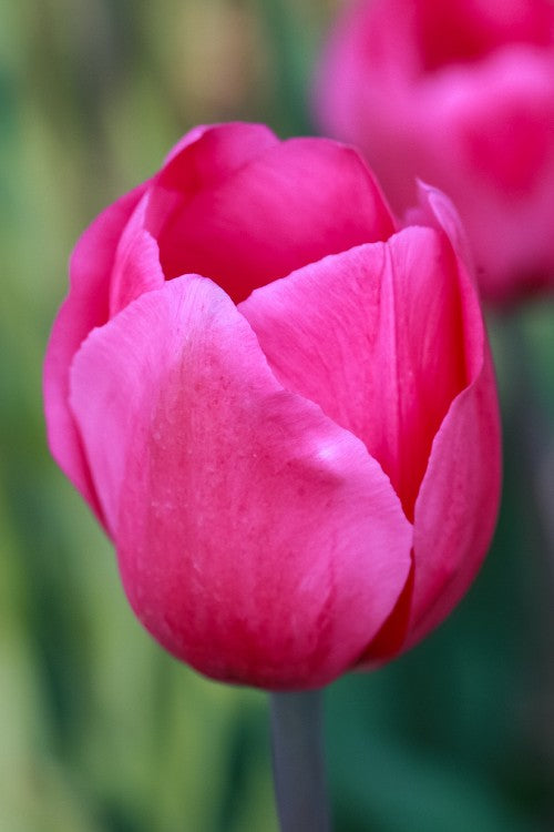 Close-up of Triumph tulip Don Quichotte, a hot pink tulip