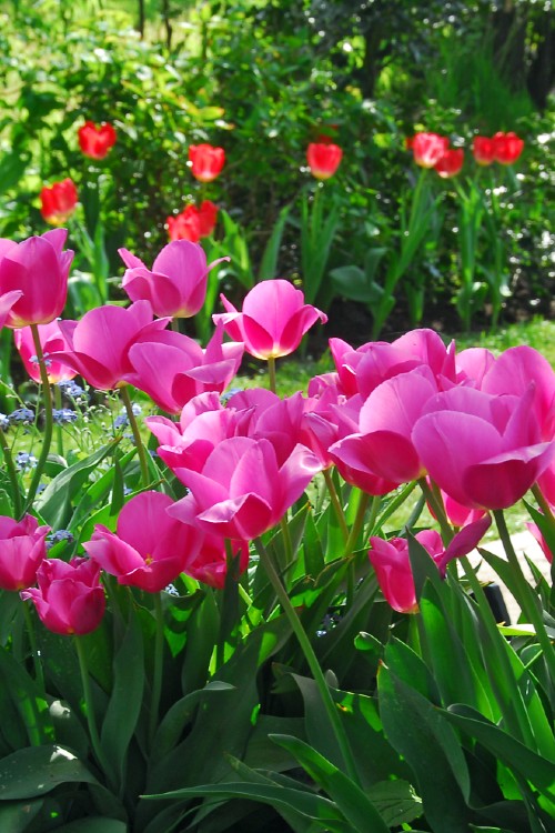 Bold and beautiful Don Quichotte tulip: a triumph of hot pink