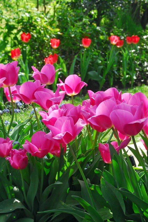 Tulip - Don Quichotte