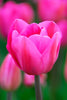 Triumph tulip Don Quichotte: vibrant pink petals with elegant curving stems.