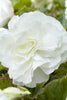 Double Camelia Begonia White - Begonia Bulbs