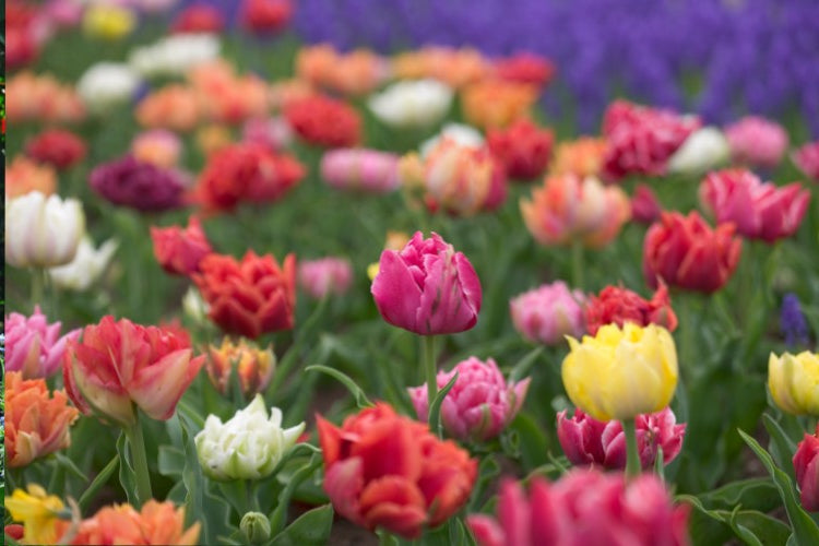 A delightful mix of double early tulips, blending various shades and patterns.