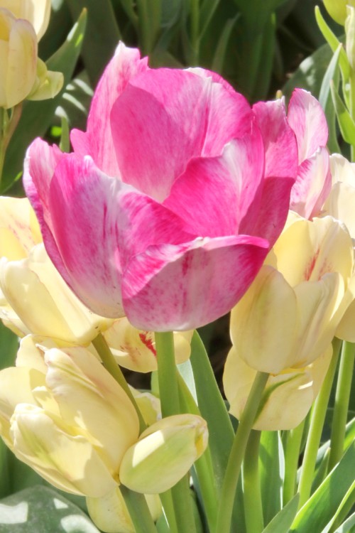 Close-up of a Bouquet tulip Dream club with pink and white petals