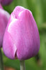 Close-up of a Triumph tulip dreaming maid, colored purple and white