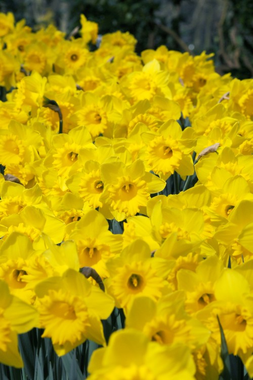 Bright and cheerful Dutch Master daffodil blooms adorn the landscape.