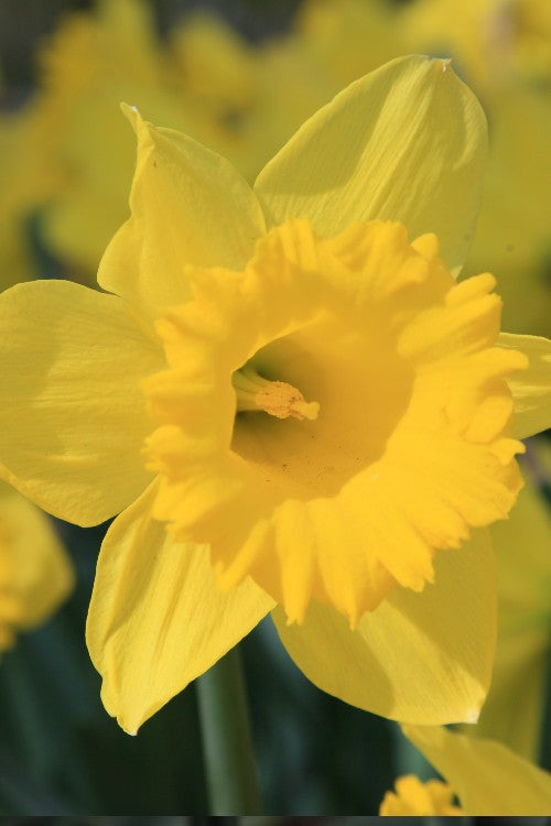 Close-up of daffodil dutch master, with its yellow petals