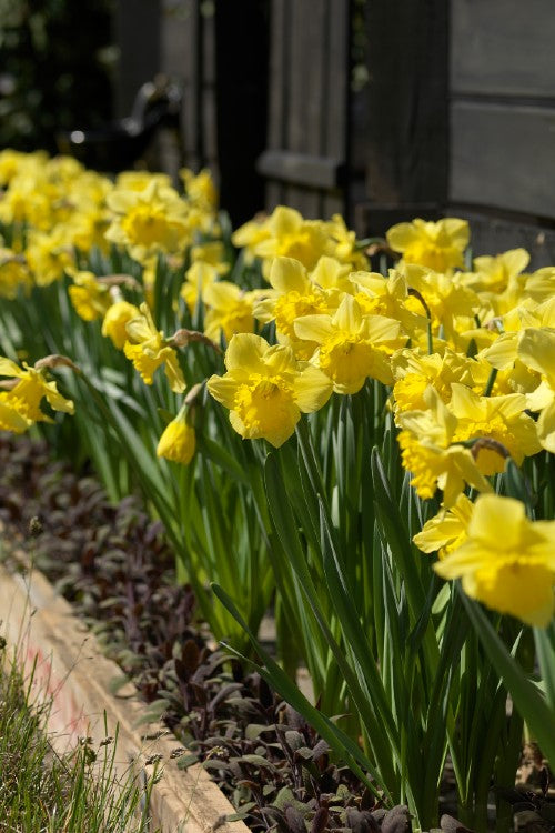 Group of golden-yellow daffodils in full bloom, called dutch master