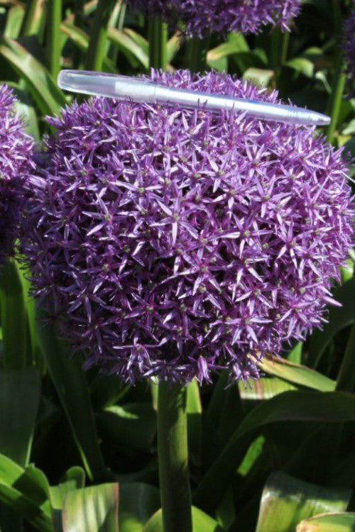 Close-up of a spherical Dutchman allium with delicate petals and green stem.