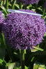 Load image into Gallery viewer, Close-up of a spherical Dutchman allium with delicate petals and green stem.