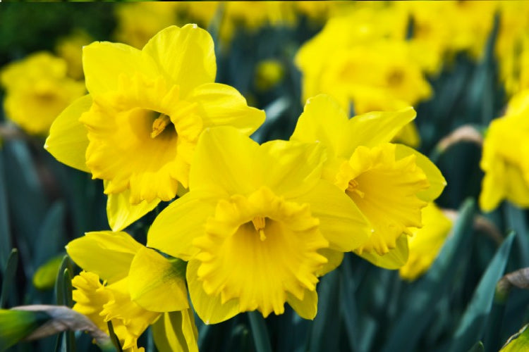 Spectacular Dutch Master daffodil flowers add warmth to gardens