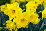 Daffodil - Dutch Master