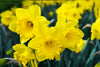 Load image into Gallery viewer, Spectacular Dutch Master daffodil flowers add warmth to gardens