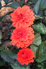 Dahlia - Ellen Houston