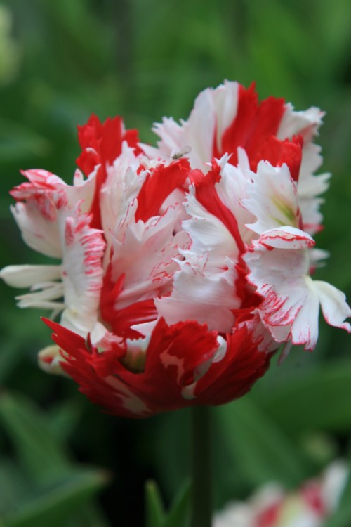 Close-up of Parrot tulip Estella Rijnveld with red and white streaks