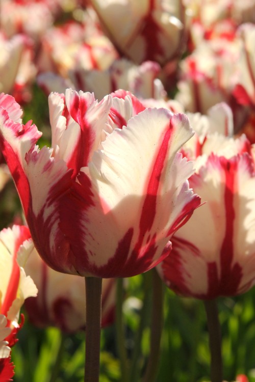Estella Rijnveld, a Parrot tulip featuring flamboyant red and white blossoms