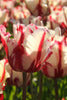 Estella Rijnveld, a Parrot tulip featuring flamboyant red and white blossoms
