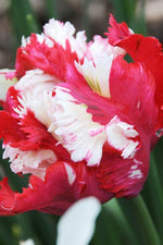 Tulip - Estella Rijnveld