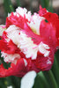 Stunning Parrot tulip variety called Estella Rijnveld displaying red and white colors.