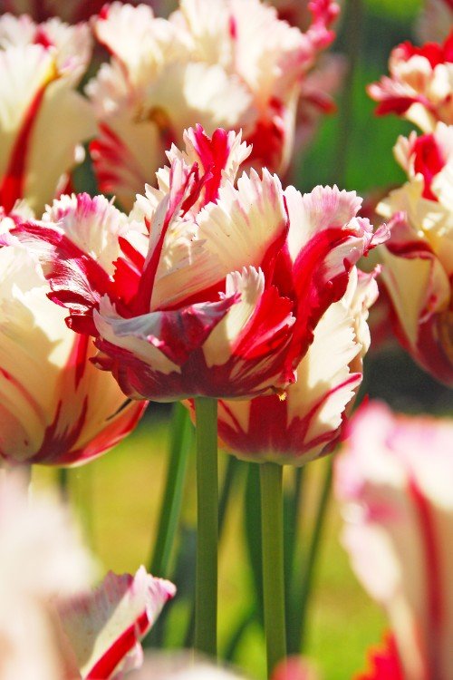 Tulip - Estella Rijnveld