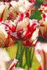 A vibrant Parrot tulip named Estella Rijnveld with red and white petals