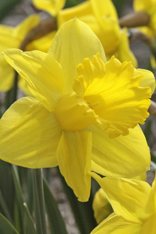 Close-up of daffodil exception, with yellow flowers in full bloom