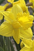 Close-up of daffodil exception, with yellow flowers in full bloom