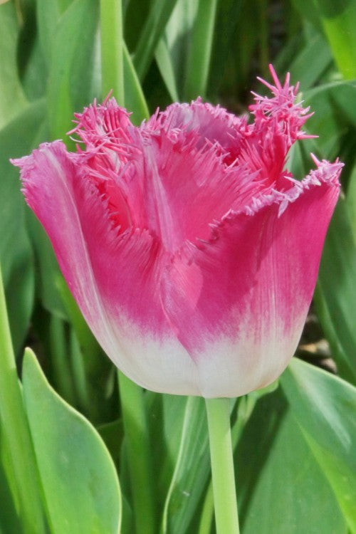 Close-up of a Fringed tulip named Fancy Frills with delicate petal edges