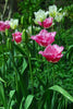 Load image into Gallery viewer, Fringed tulip Fancy frills has a pink color and  a ruffled edge