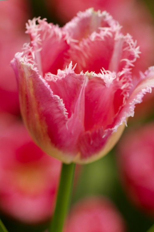 Beautiful pink Fringed tulip called Fancy Frills showcasing intricate fringed petals