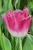 Load image into Gallery viewer, Close-up of a Fringed tulip named Fancy Frills with delicate petal edges