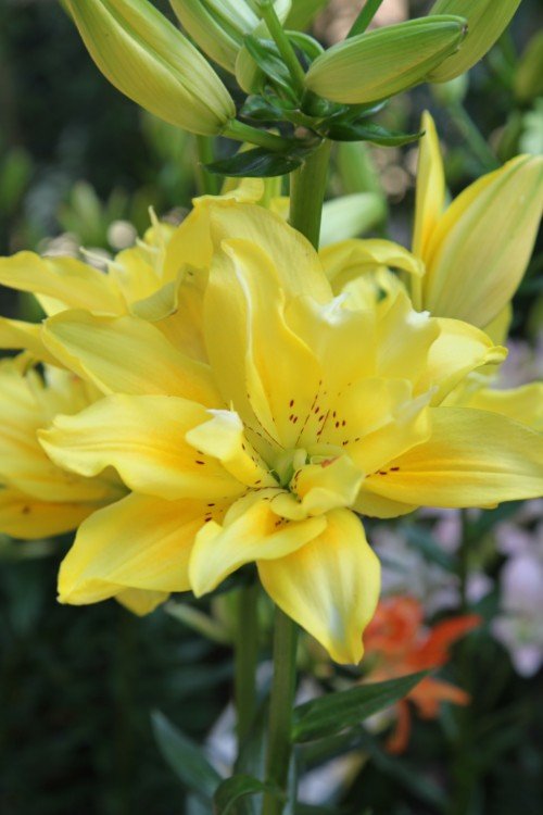 fata morgana asiatic lily Fata Morgana