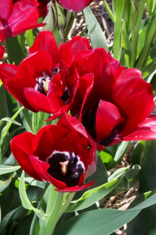 Bouquet tulip Fiery Club, a beautiful tulip with small red petals.