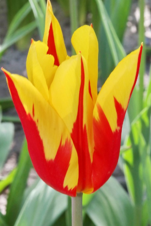 A vibrant lily-flowering tulip showcasing fiery red and yellow petals