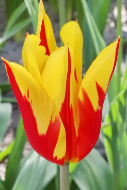 Tulip - Firework