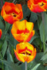 Single early tulip Flair is red, orange, yellow with green foliage.