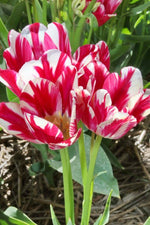 Tulip - Flaming Club