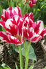 Bouquet tulip Flaming Club close-up with its red and white colors