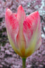 Close-up of Flaming Emperor Fosteriana tulip with rich pink petals