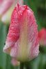 Striking Fosteriana tulip named Flaming Emperor, displaying intense pink hues