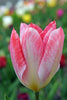 Fosteriana tulip Flaming Emperor has pink, red and white colored petals.