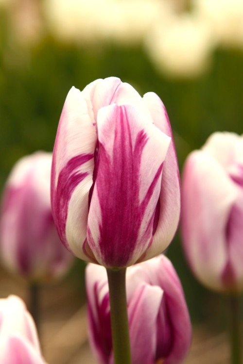 Tulip - Flaming Flag